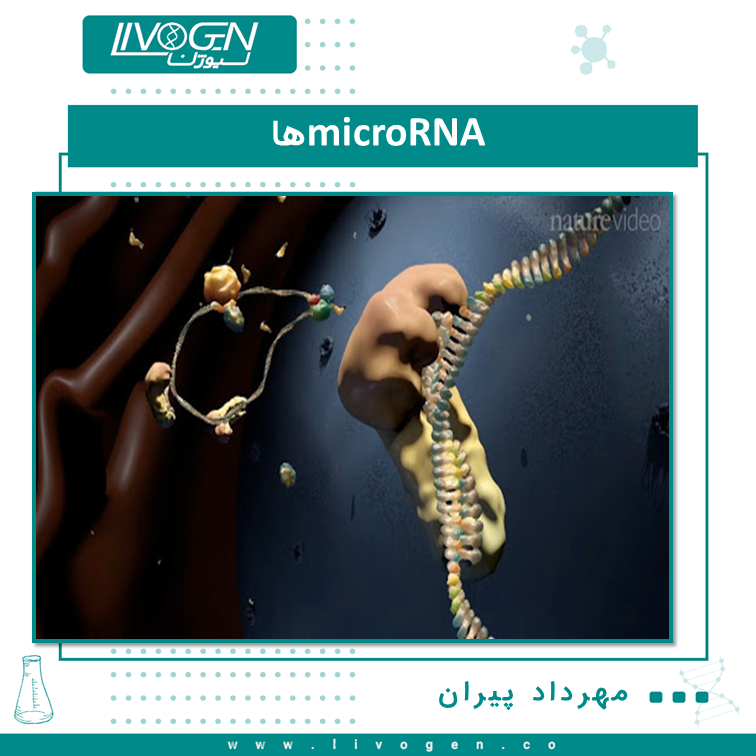   و microRNAها مولکول‌های RNA 22 نوکلئوتیدی هستند که متعلق به خانواده‌ای از RNAهای غیر کد شونده کوتاه هستند.miRNA ها، mRNA  را هدف قرار می‌دهند، به آن‌ها متصل می‌شوند و موجب ممانعت از فرآیند ترجمه می‌شوند یا باعث شکسته شدنmRNA های هدف می‌شوند. این مکانیسم به عنوان یکی از مکانیسم‌های تنظیم بیان ژن پس از ترجمه تلقی می‌شود. پیش بینی می‌شود که بیش از 30 درصد تنظیم بیان ژن در ژنوم انسان توسط miRNAها صورت می‌پذیرد. علاوه بر این یکmiRNA  می‌تواند چندین ژن را هدف قرار دهد و بیان یک ژن نیز می‌تواند توسط چندینmiRNA  تنظیم شود. نکته حائز اهمیت در این مورد این است که که اختصاصیت بافتی برای بیان miRNA وجود دارد. درواقع یکmiRNA  خاص یک مجموعه ازmRNA های خاص را در بافت مورد نظر تنظیم می‌کند. بنابراینmiRNA ها نقش مهمی در زیست شناسی تکوینی و در phenotyping  سلولی و بافتی دارند.  رفرنس: https://doi.org/10.1089/dna.2006.0568