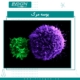 بوسه مرگ تصویر میکروسکوپ الکترونی از سیناپس سایتوتوکسیک بین سلولهای کشنده طبیعی انسان (سبز) و سلول توموری انسانی (بنفش) The Kiss of Death Electron microscopy image of a cytotoxic synapse between a human natural killer cell (green) and a human tumor cell (purple).