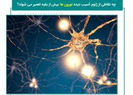 چه نقاطی از ژنوم آسیب دیده نورون ها بیش از بقیه تعمیر می شوند؟ (1)