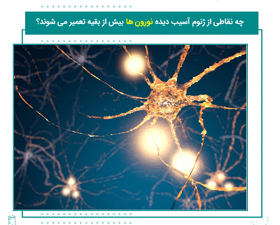 چه نقاطی از ژنوم آسیب دیده نورون ها بیش از بقیه تعمیر می شوند؟ (1)