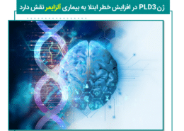ژنPLD3 در افزایش خطر ابتلا به بیماری آلزایمر نقش دارد